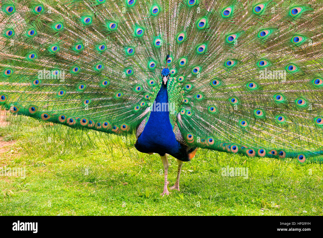 Peacock showing beautiful open feathers Stock Photo Alamy