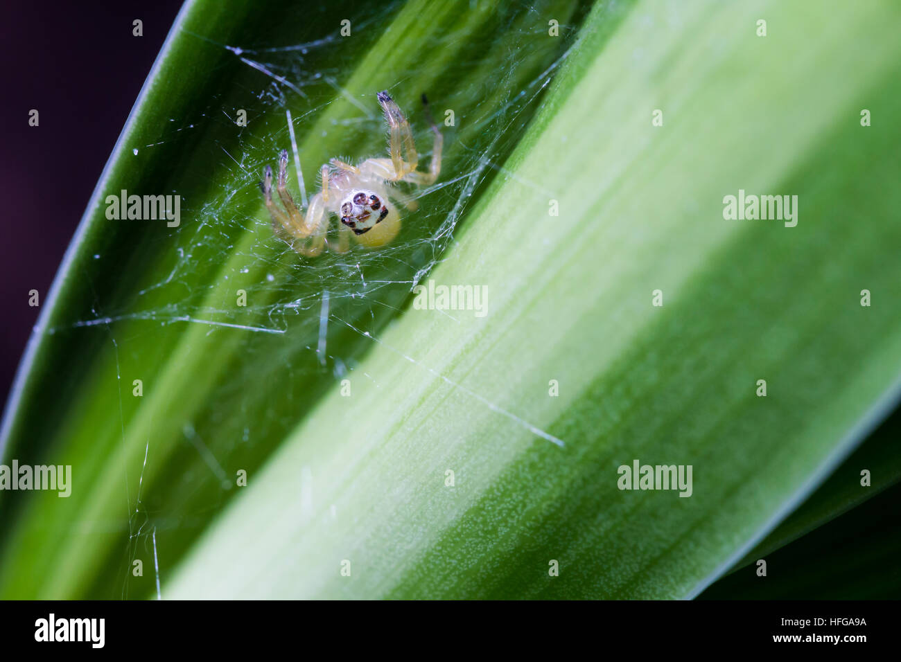 Little inverted spider spin a web on the natural green leaf. Stock Photo