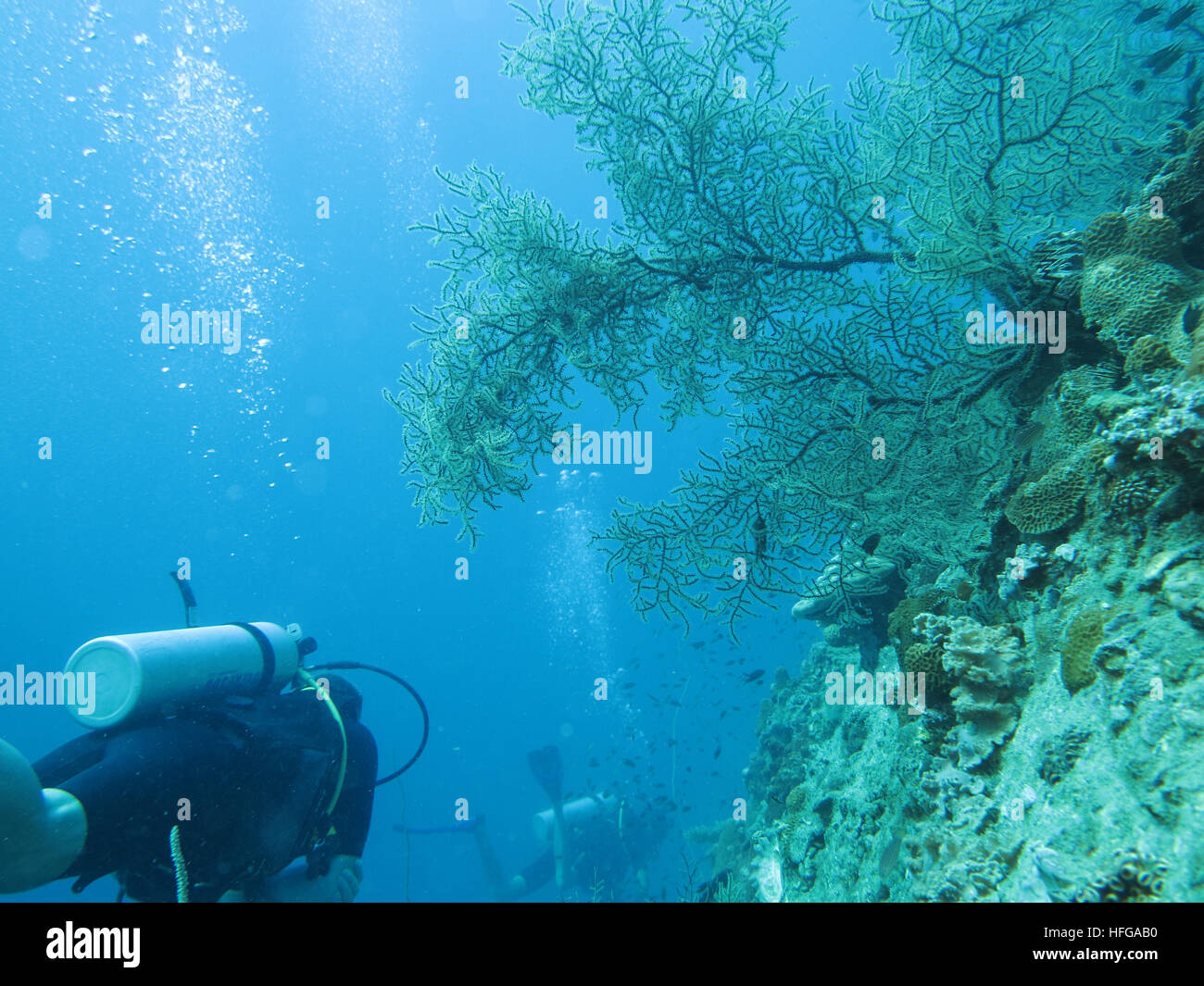 Diving in Koh Tao Stock Photo Alamy