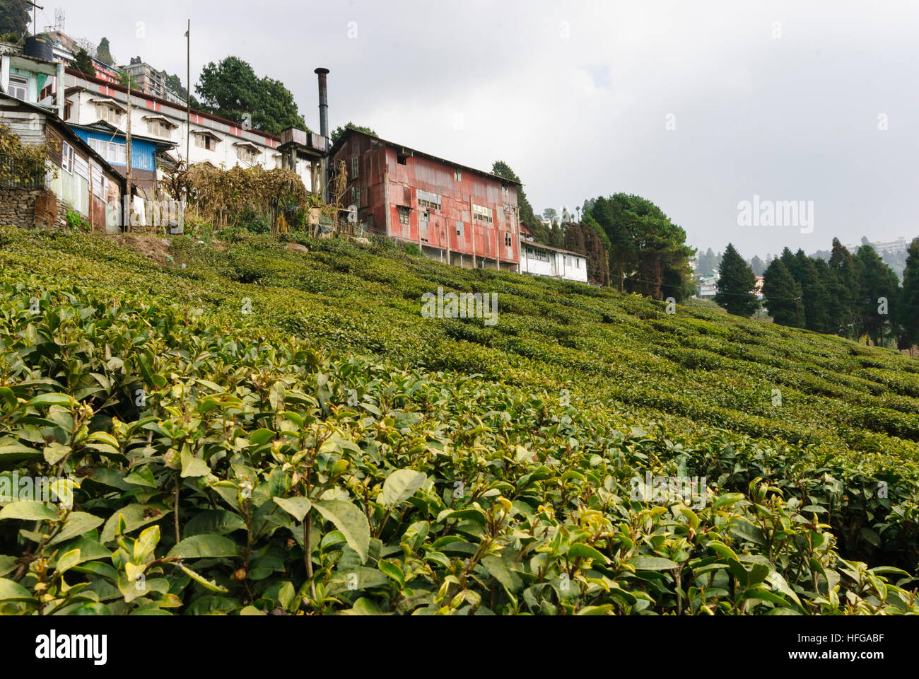 Darjeeling: Happy Valley - Tea Plantation, West Bengal, Westbengalen, India Stock Photo
