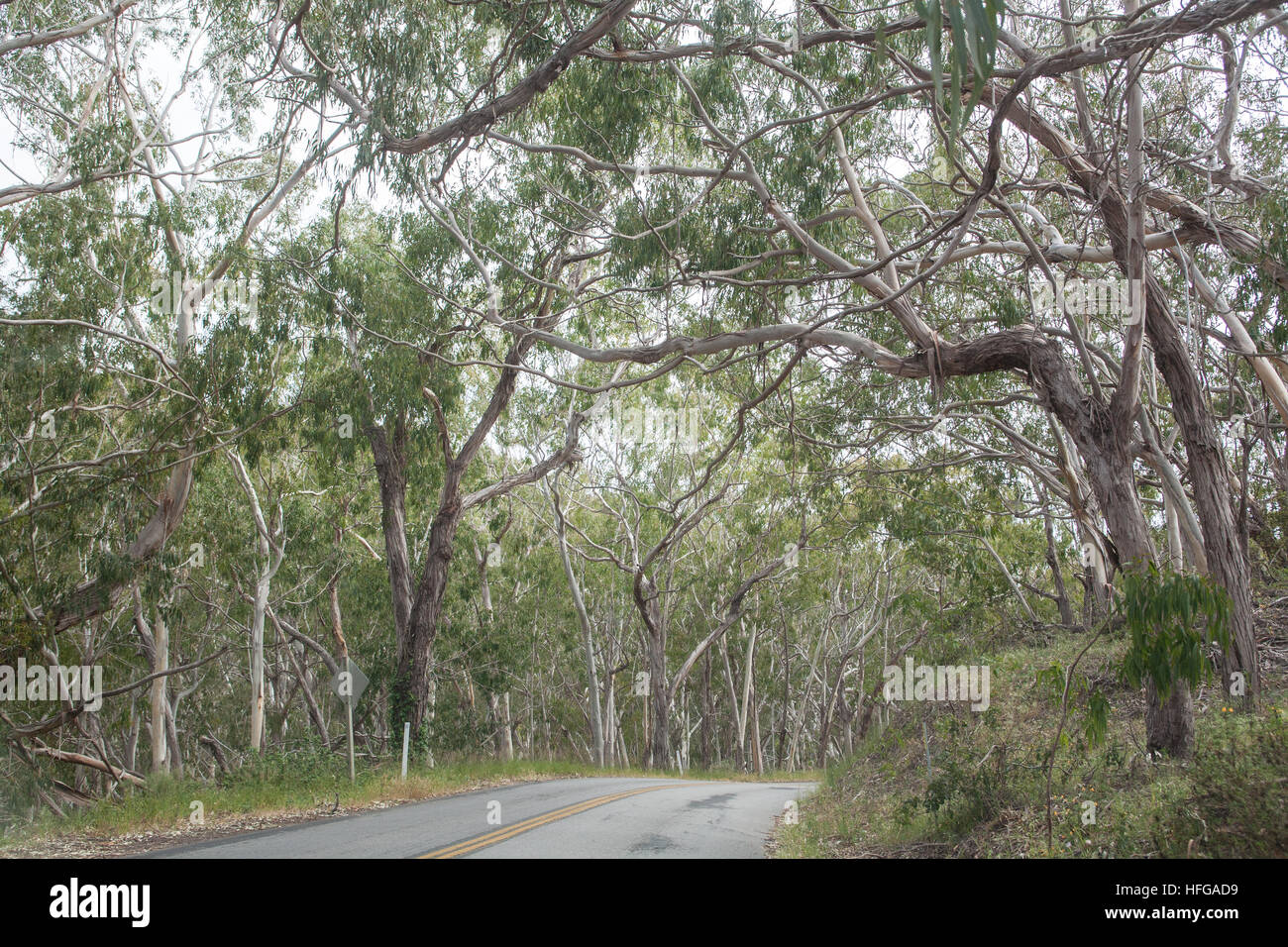 Eucalyptus,gumtree,trees, Montana de Oro State Park, near Pacific Coast