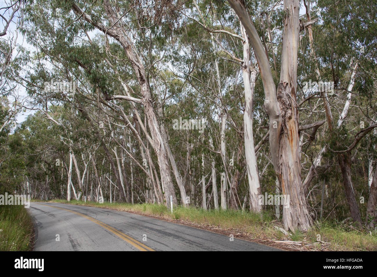 Eucalyptus,gumtree,trees, Montana de Oro State Park, near Pacific Coast