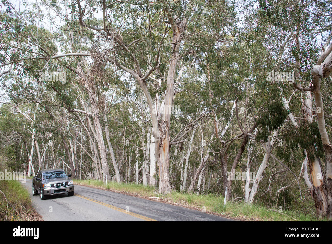 Eucalyptus,gumtree,trees, Montana de Oro State Park, near Pacific Coast
