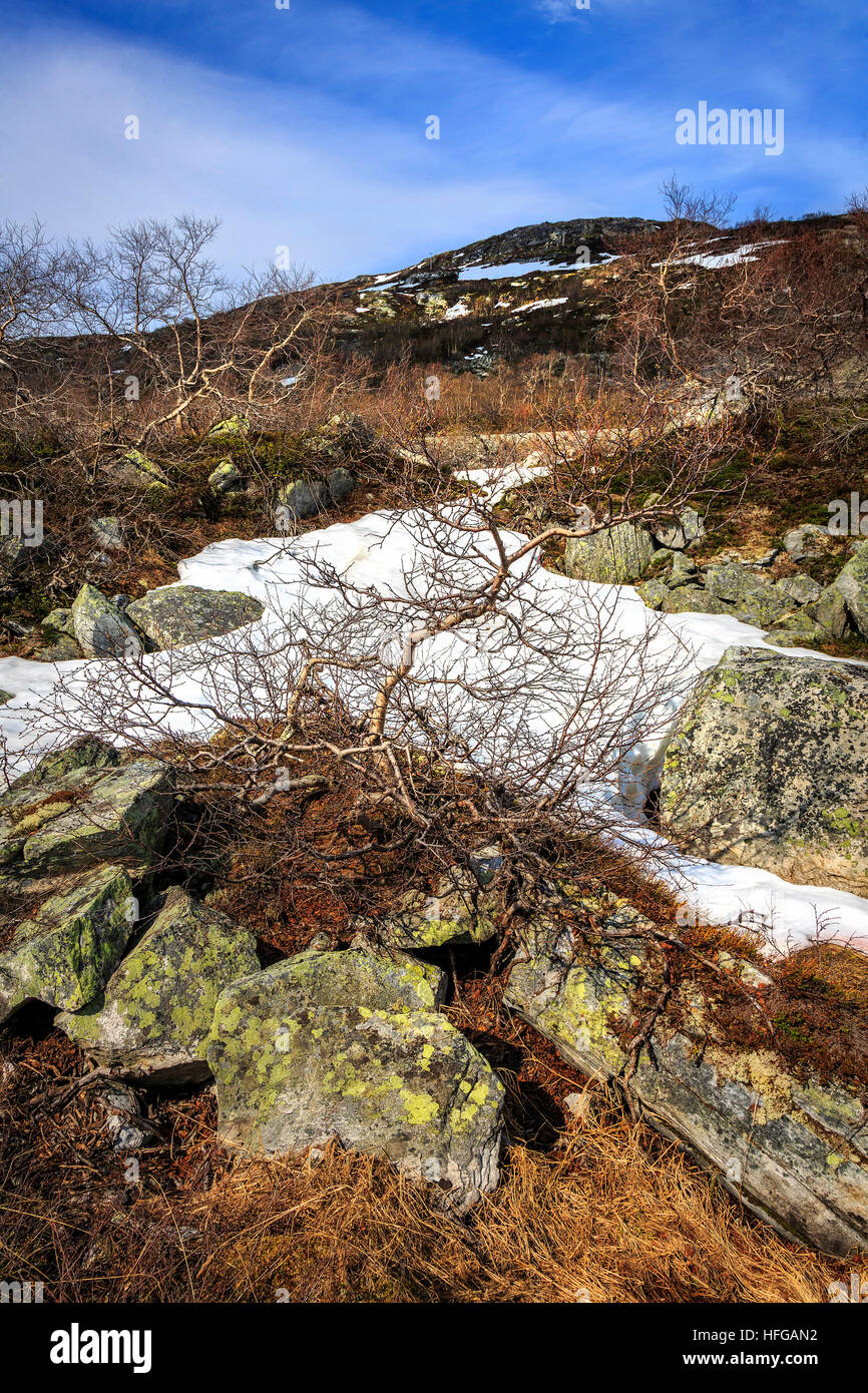 Late in Spring there are isolated patches of snow as the vegetation begins a new season of growth. Stock Photo