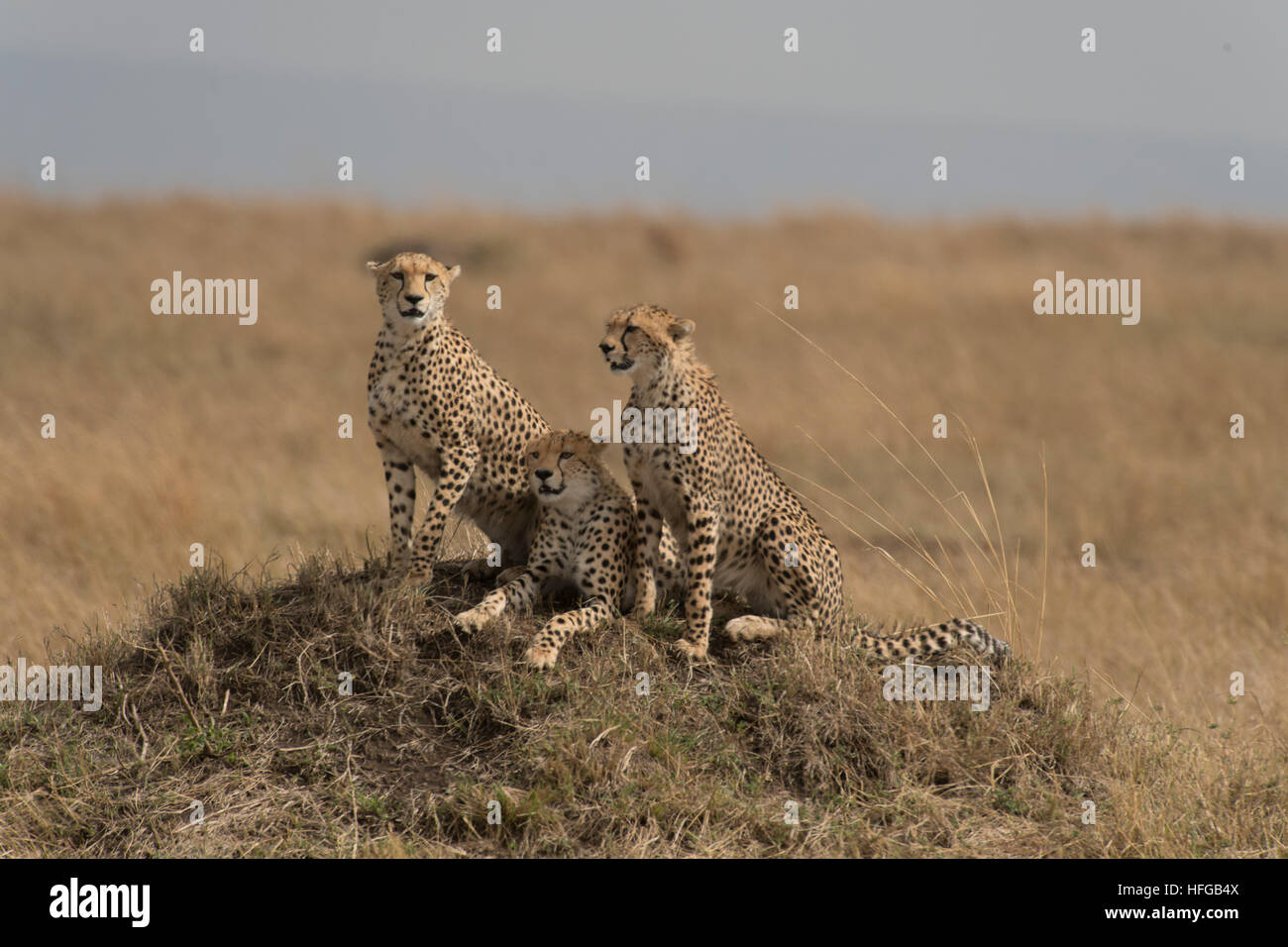 Cheetah mother and cubs sitting on termite mound Stock Photo