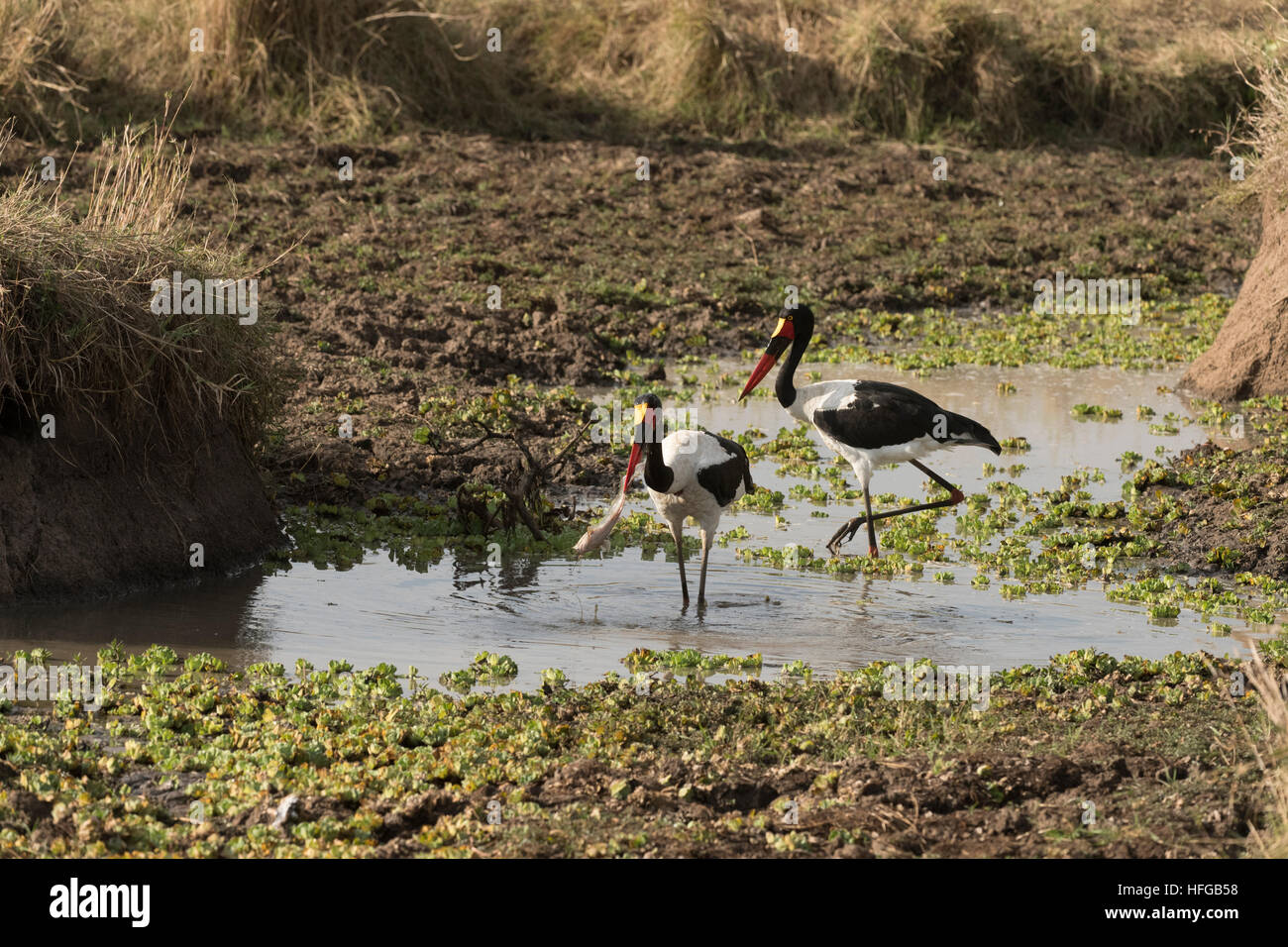 SaddlebilledStork catching Barbel fish in pond Stock Photo Alamy