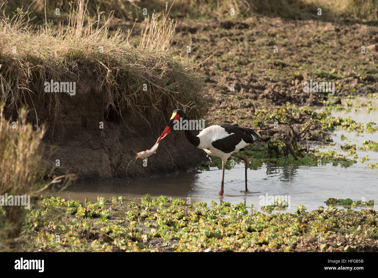 SaddlebilledStork catching Barbel fish in pond Stock Photo Alamy
