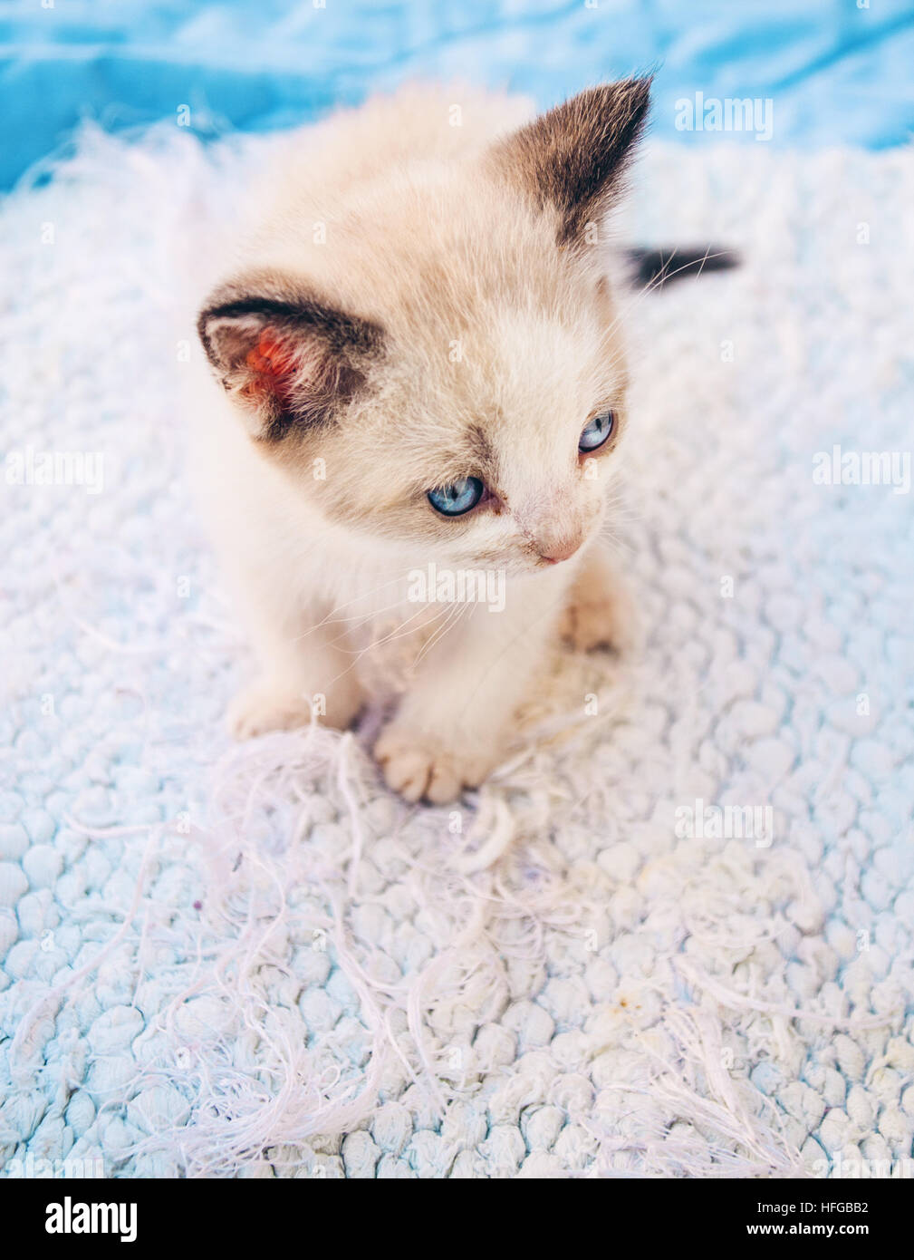 Baby siamese cat over a white carpet Stock Photo - Alamy