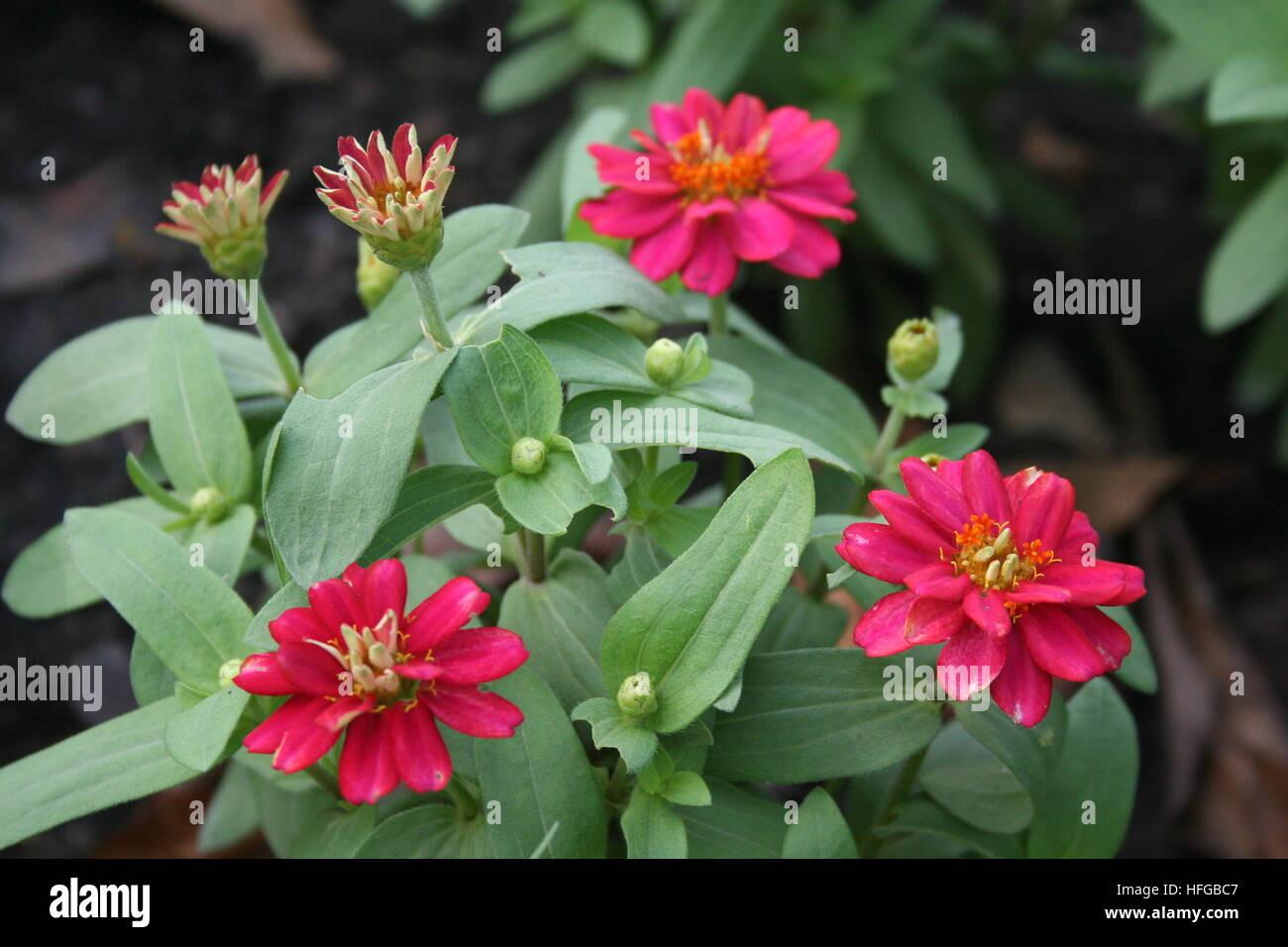 Close Up View Of Zinnia Flowers In The Garden Beautiful Zinnia Stock Photo Alamy