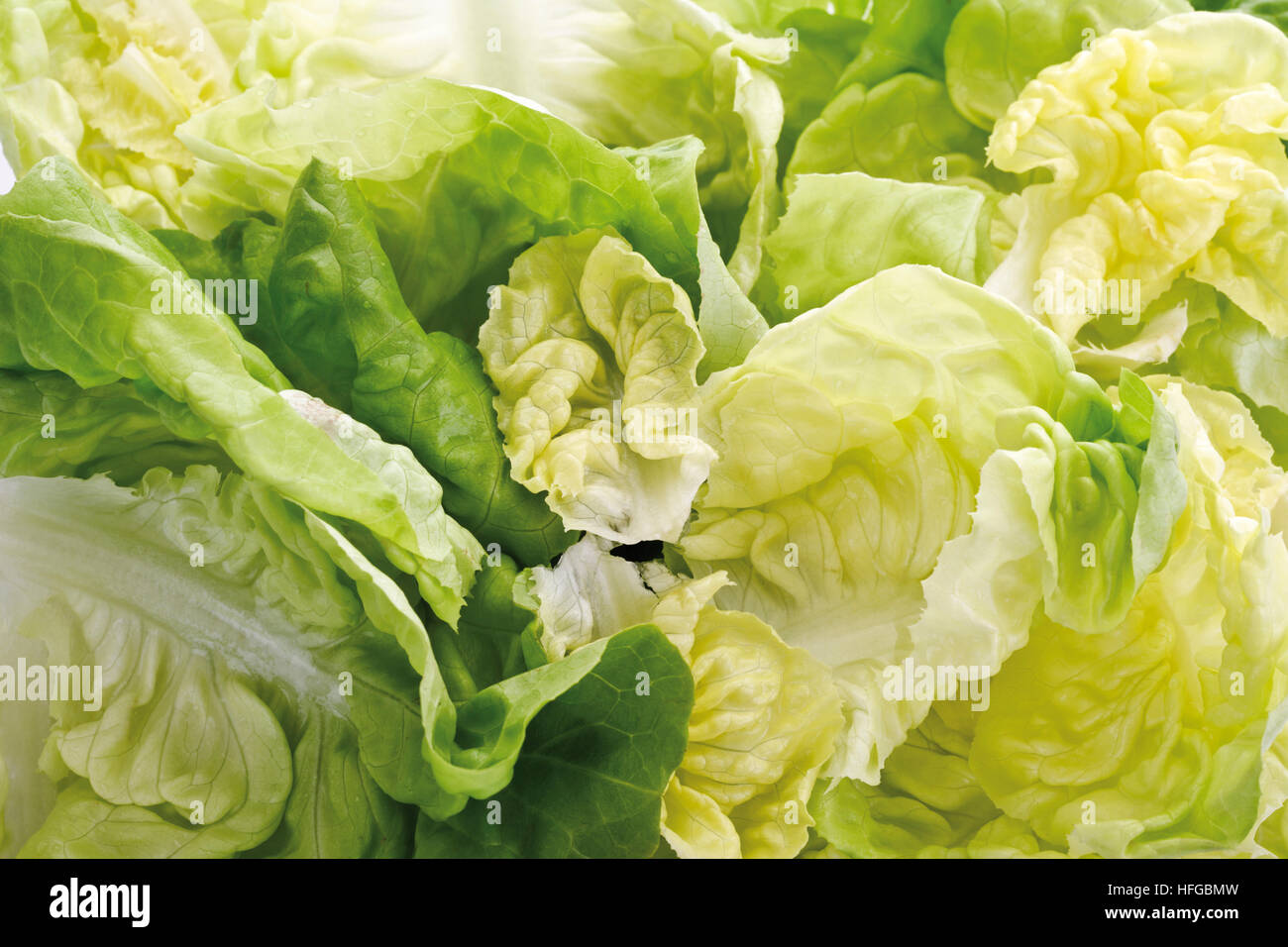 Head lettuce, imagefilling Stock Photo Alamy