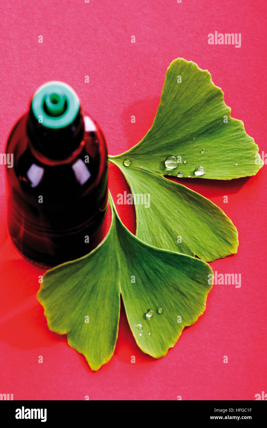 Gingko leaves (Ginkgo biloba) and Gingko drops Stock Photo Alamy