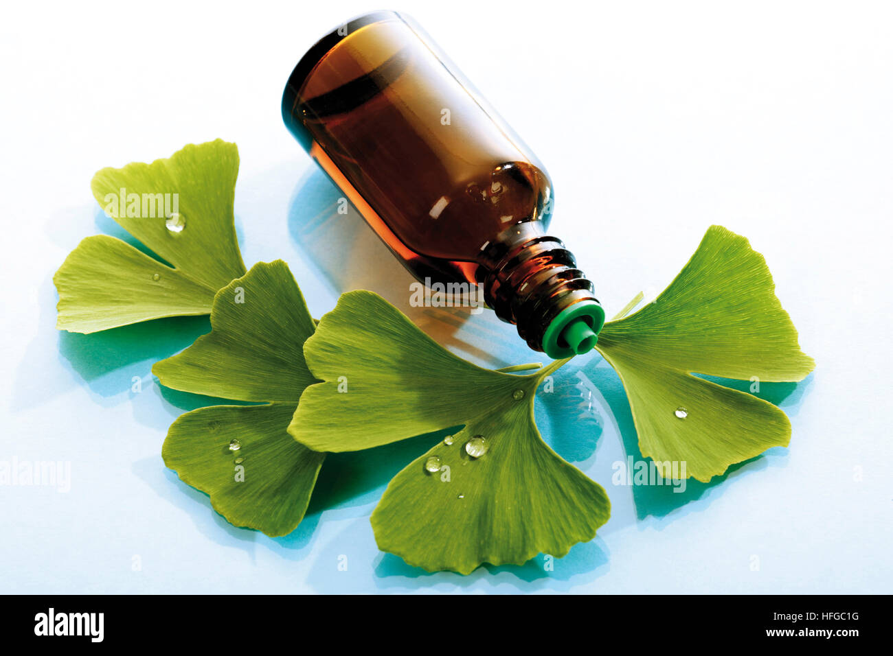 Gingko leaves (Ginkgo biloba) and Gingko drops Stock Photo Alamy