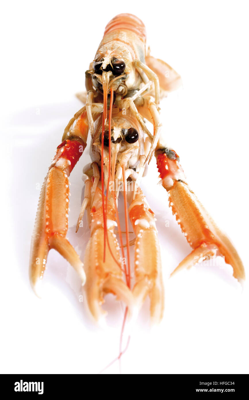 Two Norway Lobsters or Langoustines (Nephrops norvegicus Stock Photo ...