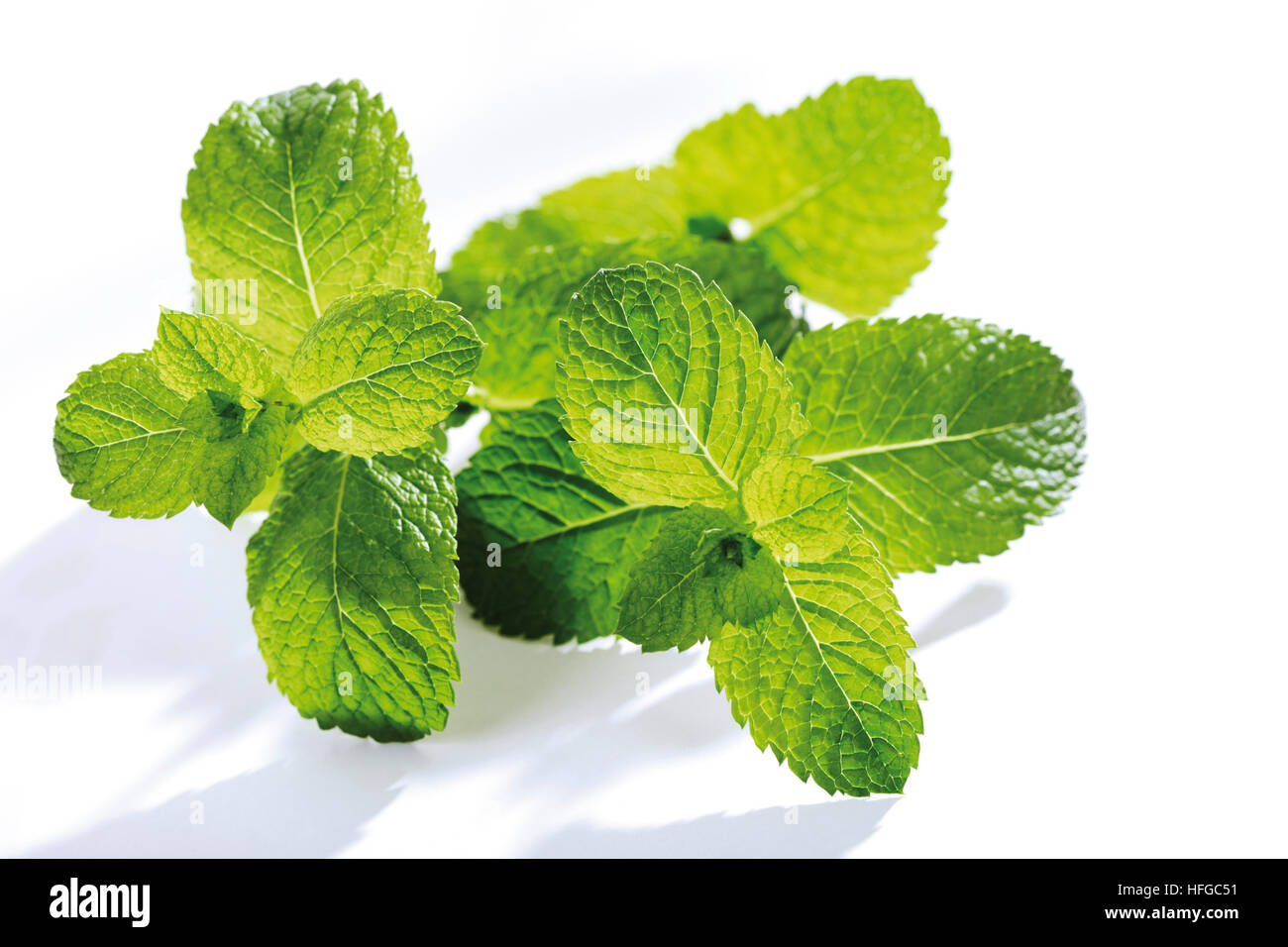 Spanish Mint (Mentha spicata Stock Photo Alamy