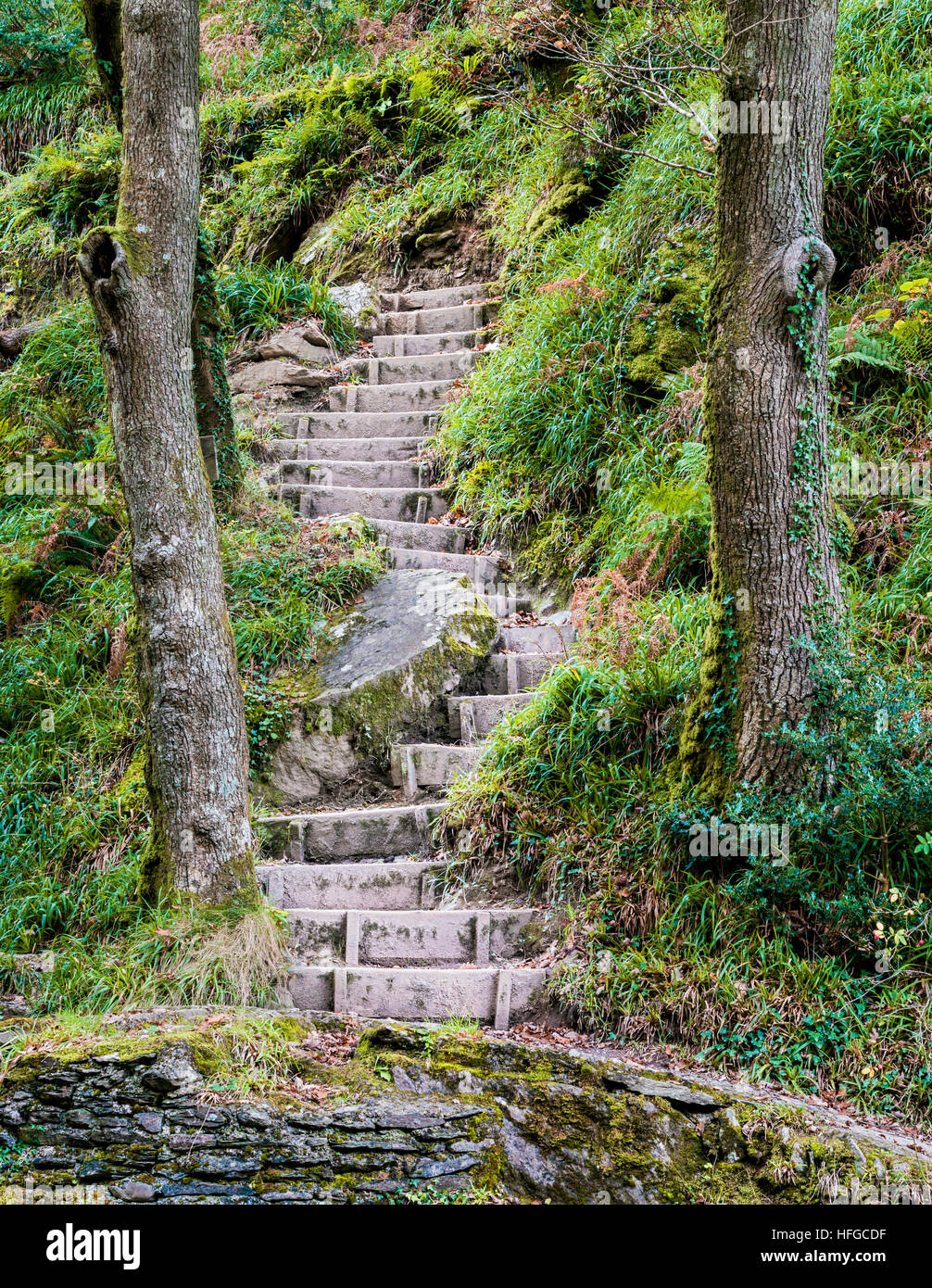 Woodland stairway Stock Photo