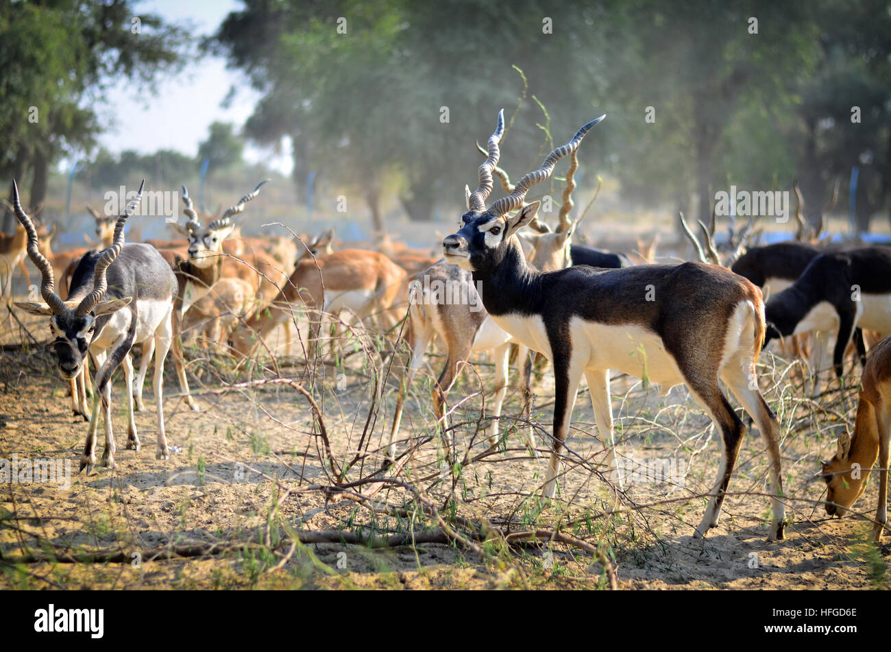 Rare Black Buck Antelope Grazing in the field Stock Photo