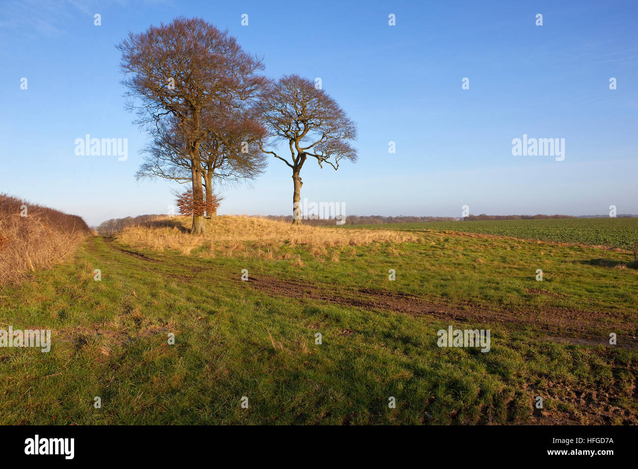 Three beech trees on a burial mound or tumulus with footpath on the Yorkshire wolds under a clear blue sky in winter. Stock Photo