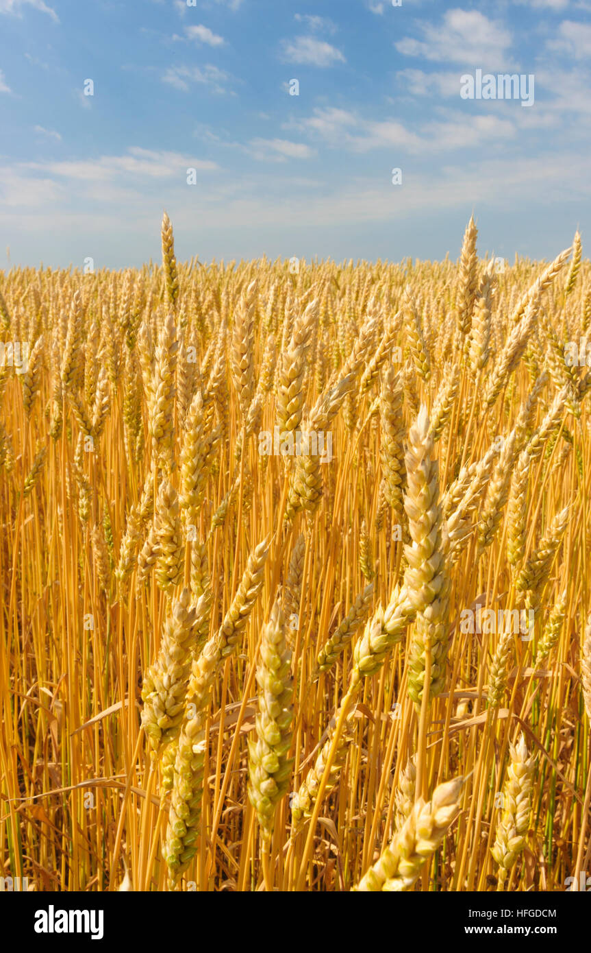 : Wheat field, , Niederösterreich, Lower Austria, Austria Stock Photo