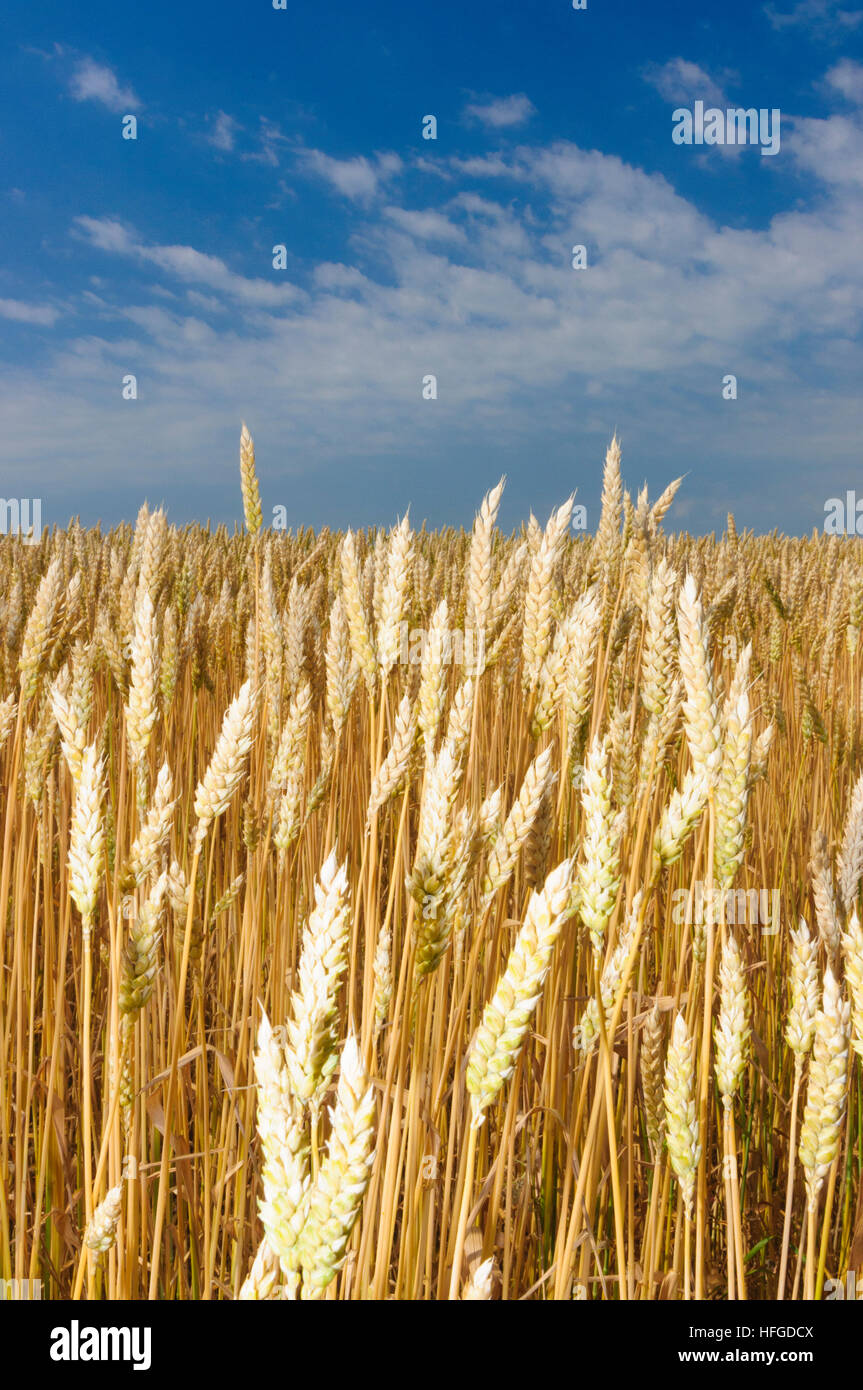 : Wheat field, , Niederösterreich, Lower Austria, Austria Stock Photo