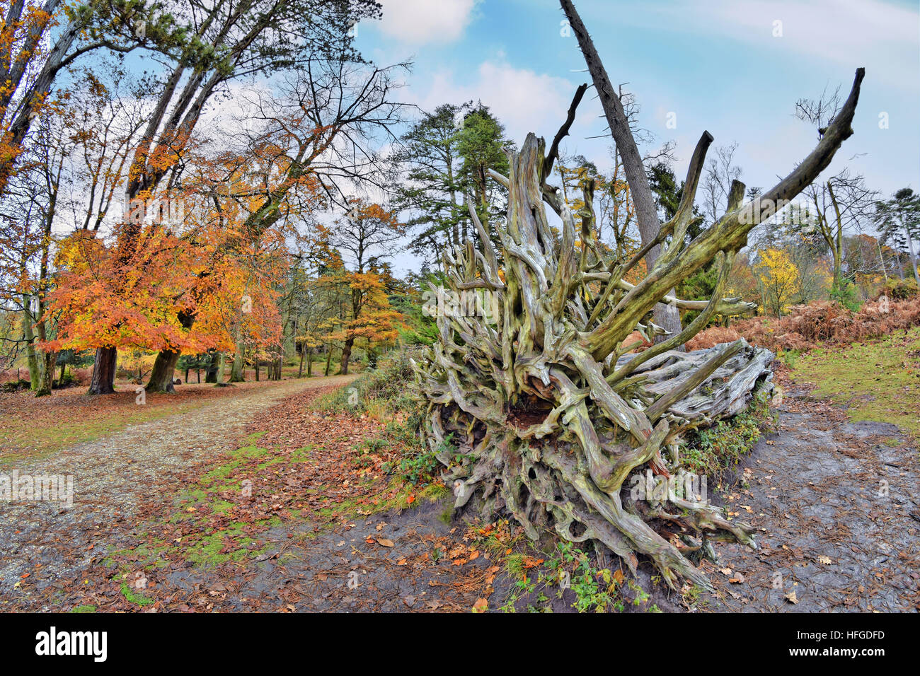 Tree root fallen in New Forest National Park, Hampshire, England Stock ...