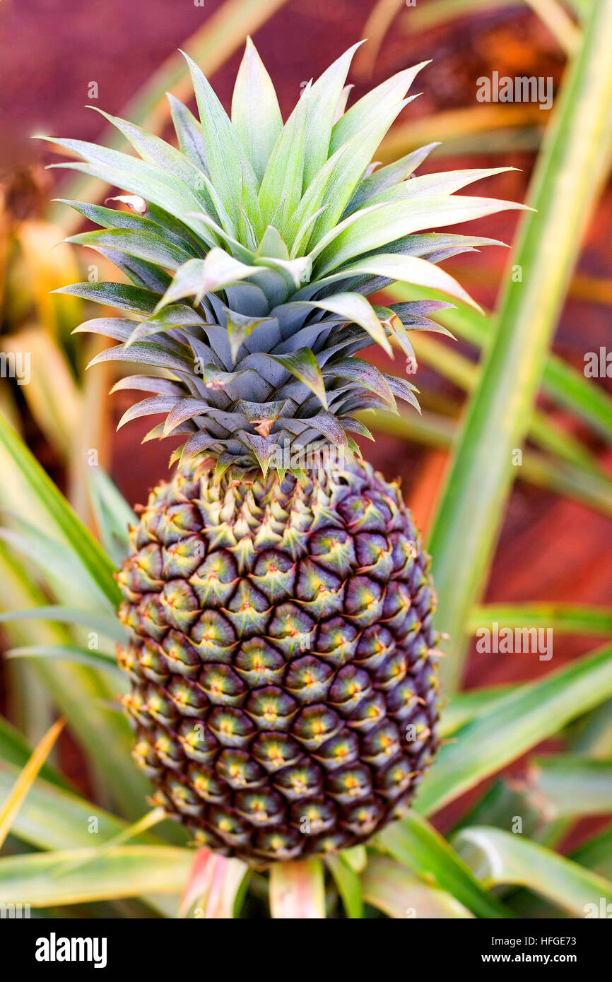 Pineapple in the field on Oahu, Hawaii Stock Photo - Alamy