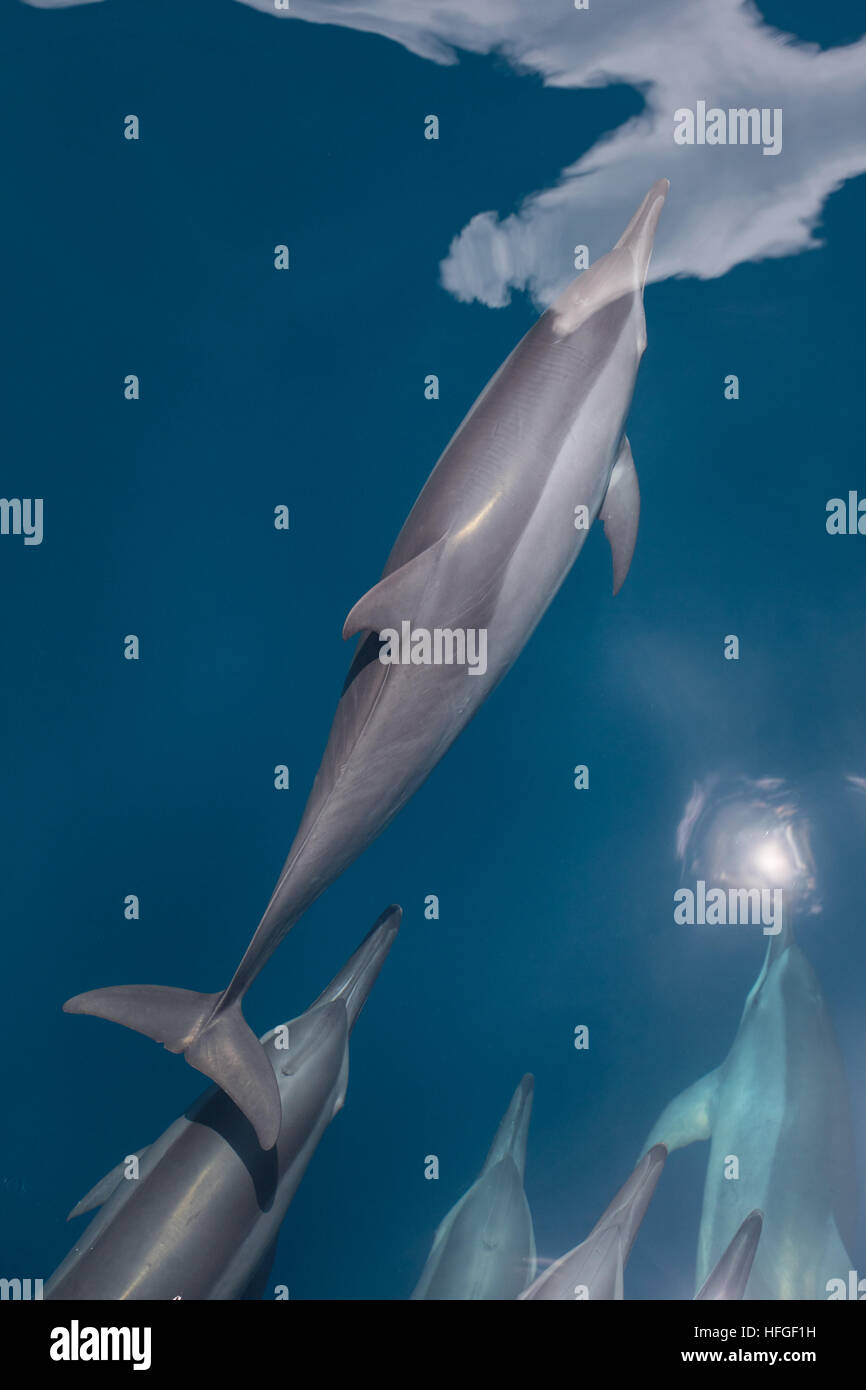 Spinner dolphins (Stenella longirostris) cruise in the tropical Pacific Ocean. These cetaceans are known for their acrobatics. Stock Photo