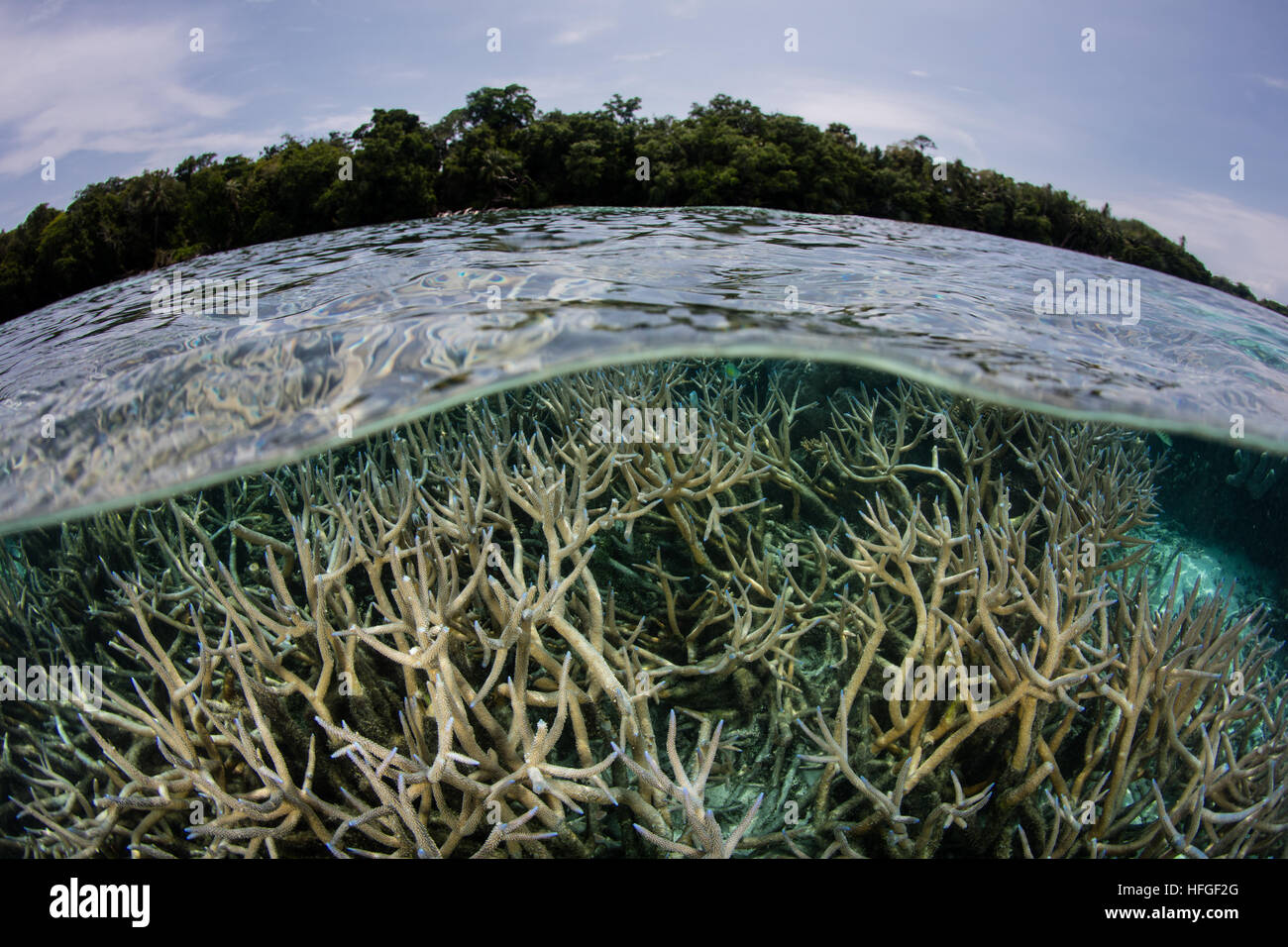 Fragile staghorn corals grow in shallow water in the Solomon Islands. This region is known for its high marine biodiversity. Stock Photo