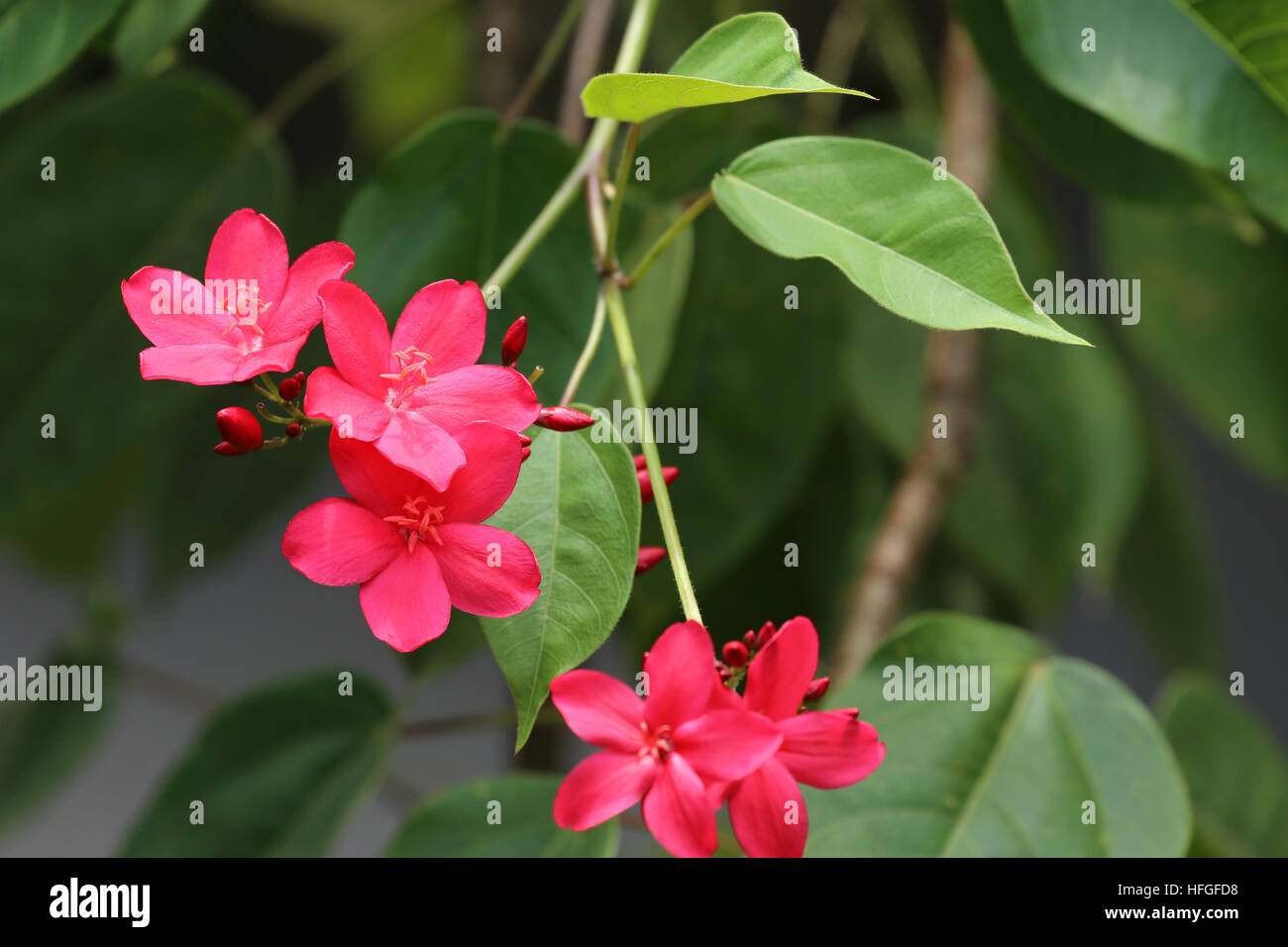Tropical plant bright pink flowers hi-res stock photography and images ...
