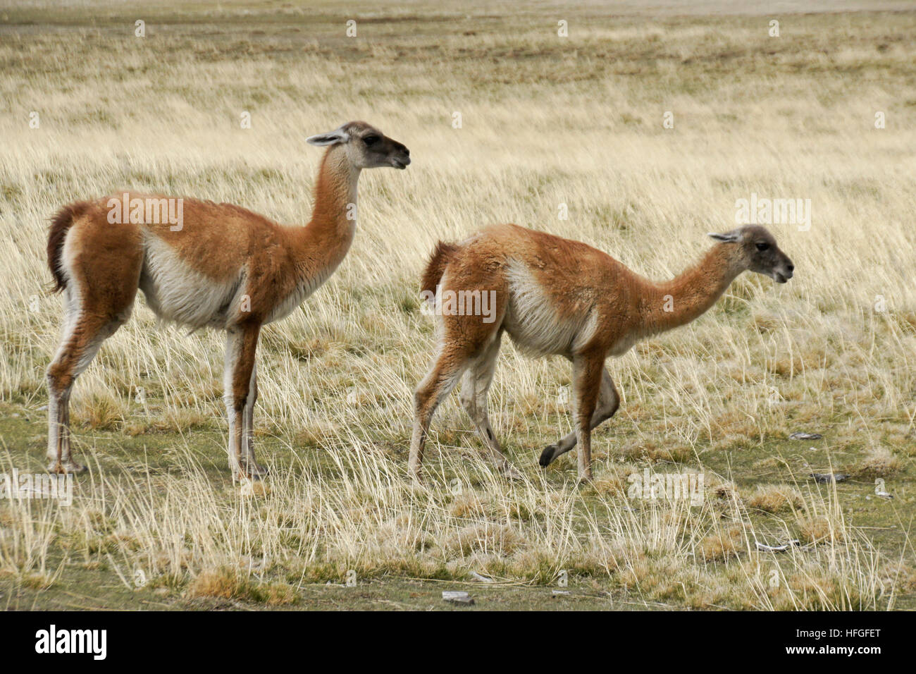 Male guanaco trying to mate with female, Torres del Paine NP, Patagonia, Chile Stock Photo