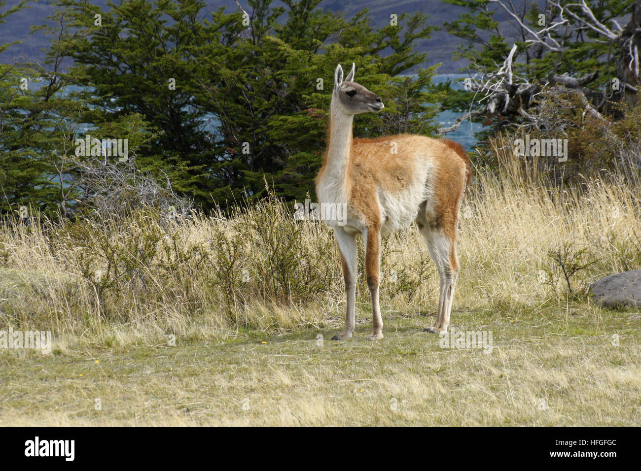 Guanaco near Laguna Azul, Torres del Paine NP, Patagonia, Chile Stock Photo