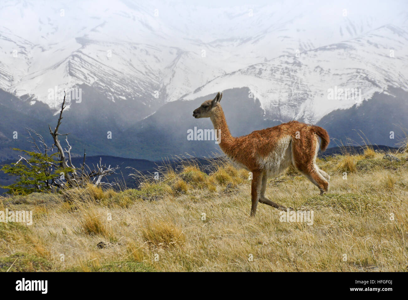 Guanaco in Torres del Paine NP, Patagonia, Chile Stock Photo