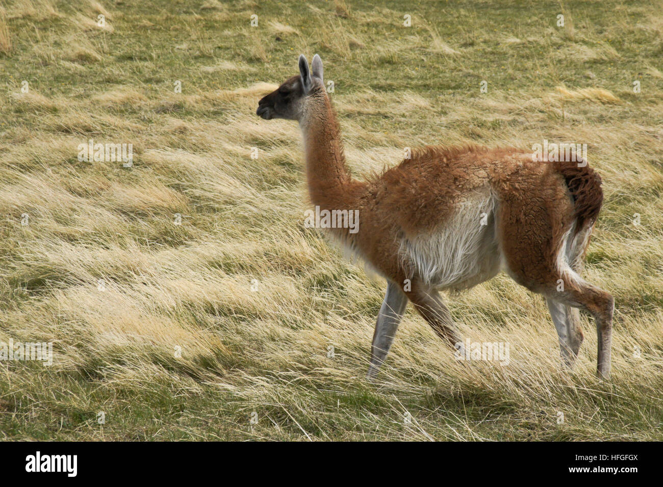 Guanaco in Torres del Paine NP, Patagonia, Chile Stock Photo