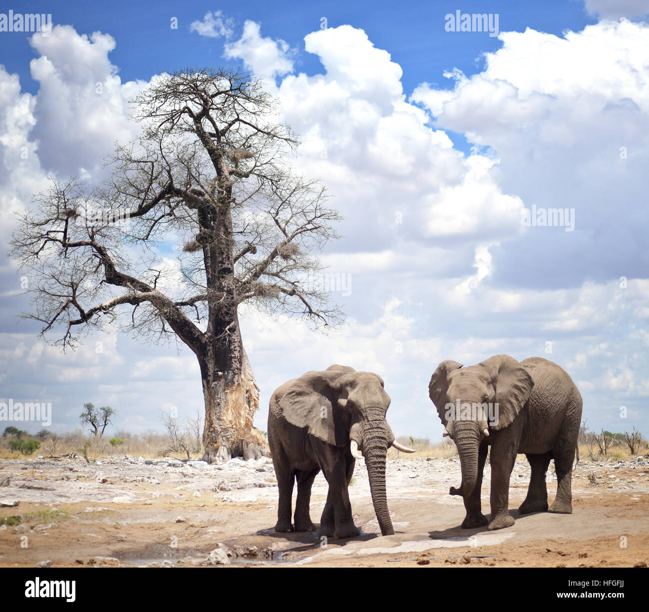 elephants in Africa Stock Photo