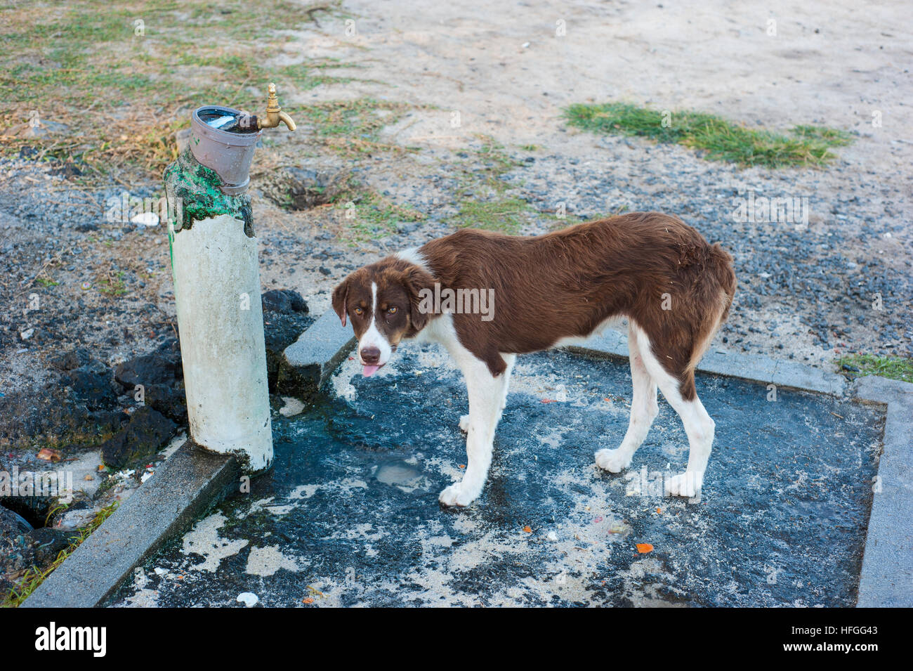 A thirsty dog drinking water from a tap in Mauritius. Stock Photo