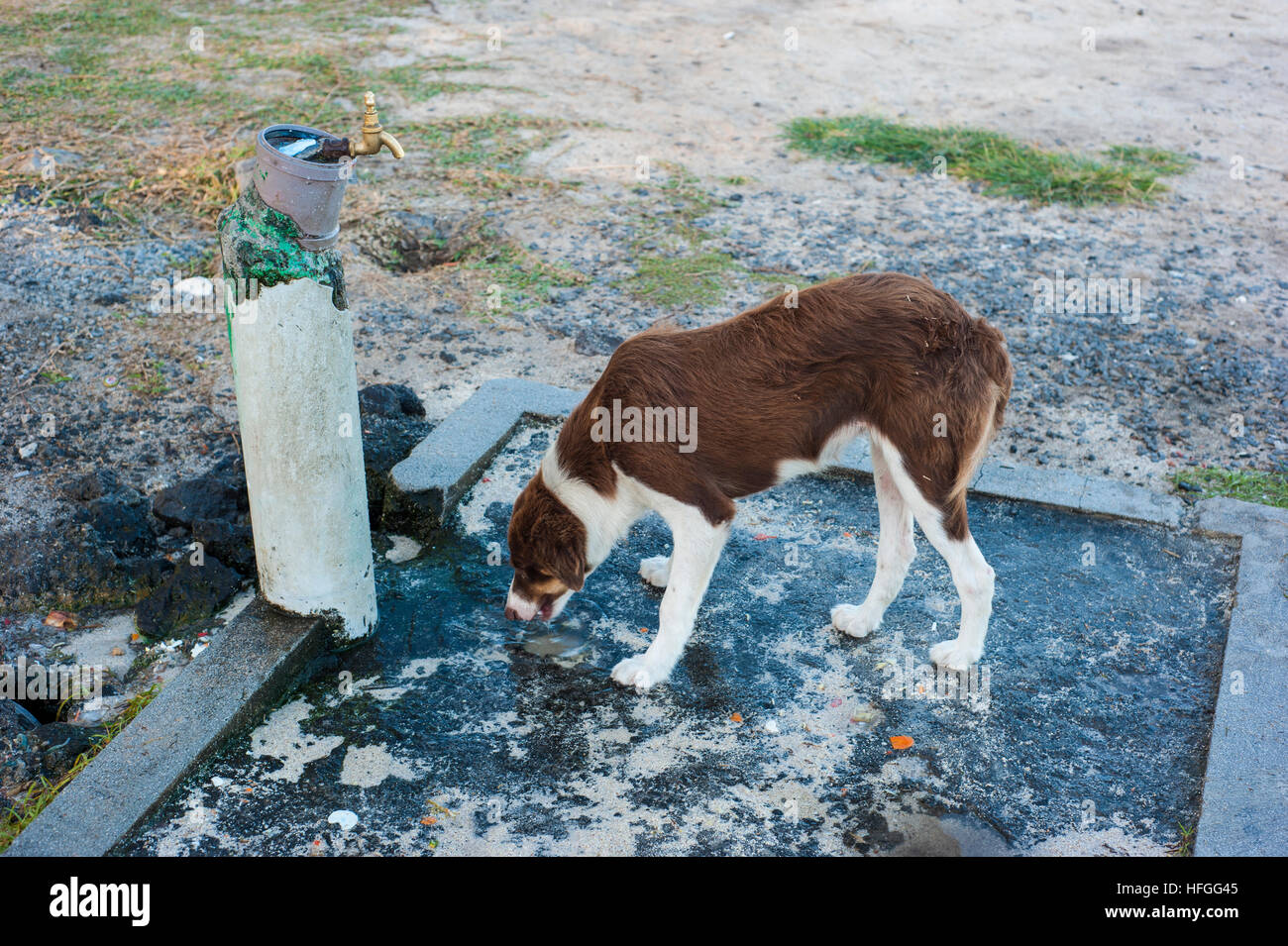 A thirsty dog drinking water from a tap in Mauritius. Stock Photo