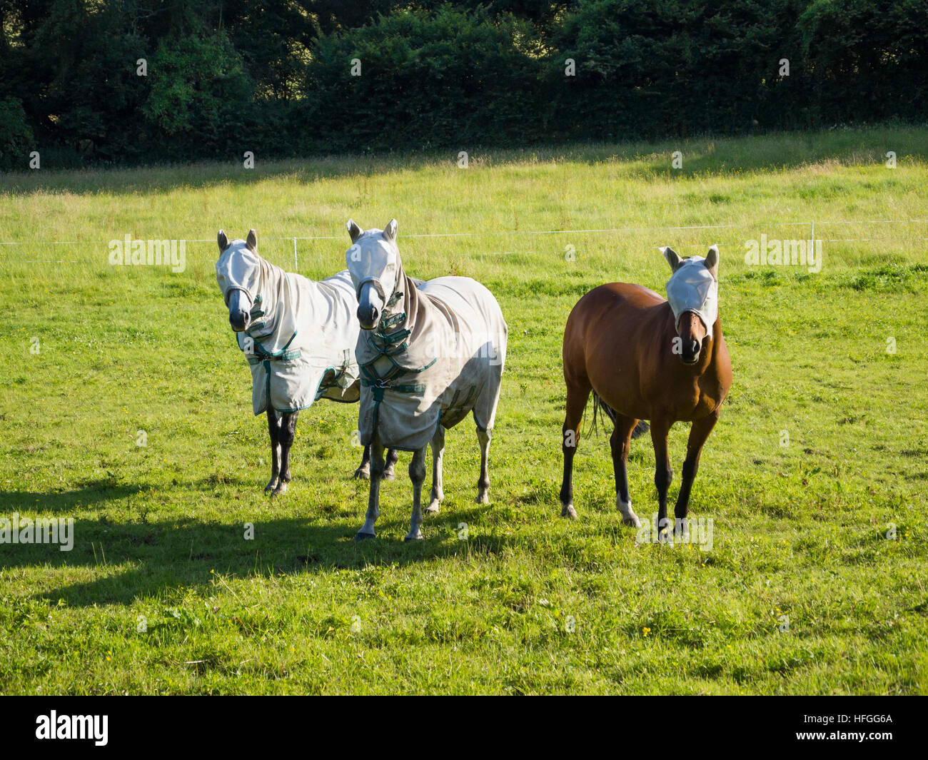 Horses with fly masks hires stock photography and images Alamy
