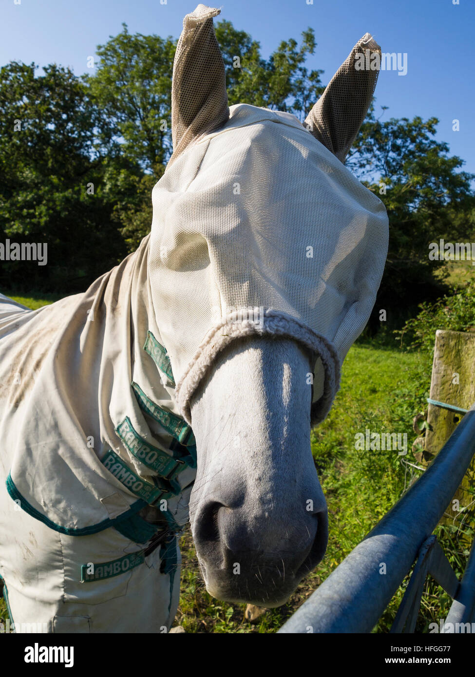 White horse mask hires stock photography and images Alamy