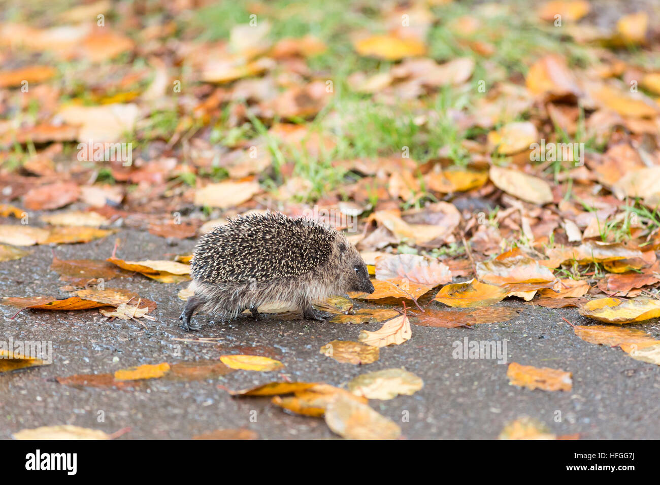 juvenile hedgehog walking in autumn leaf litter Stock Photo