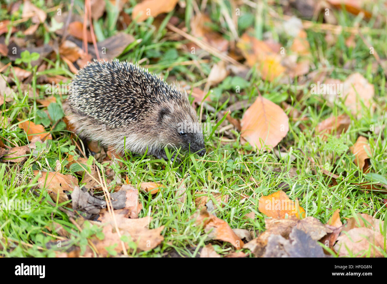 juvenile hedgehog in autumn leaf litter Stock Photo Alamy
