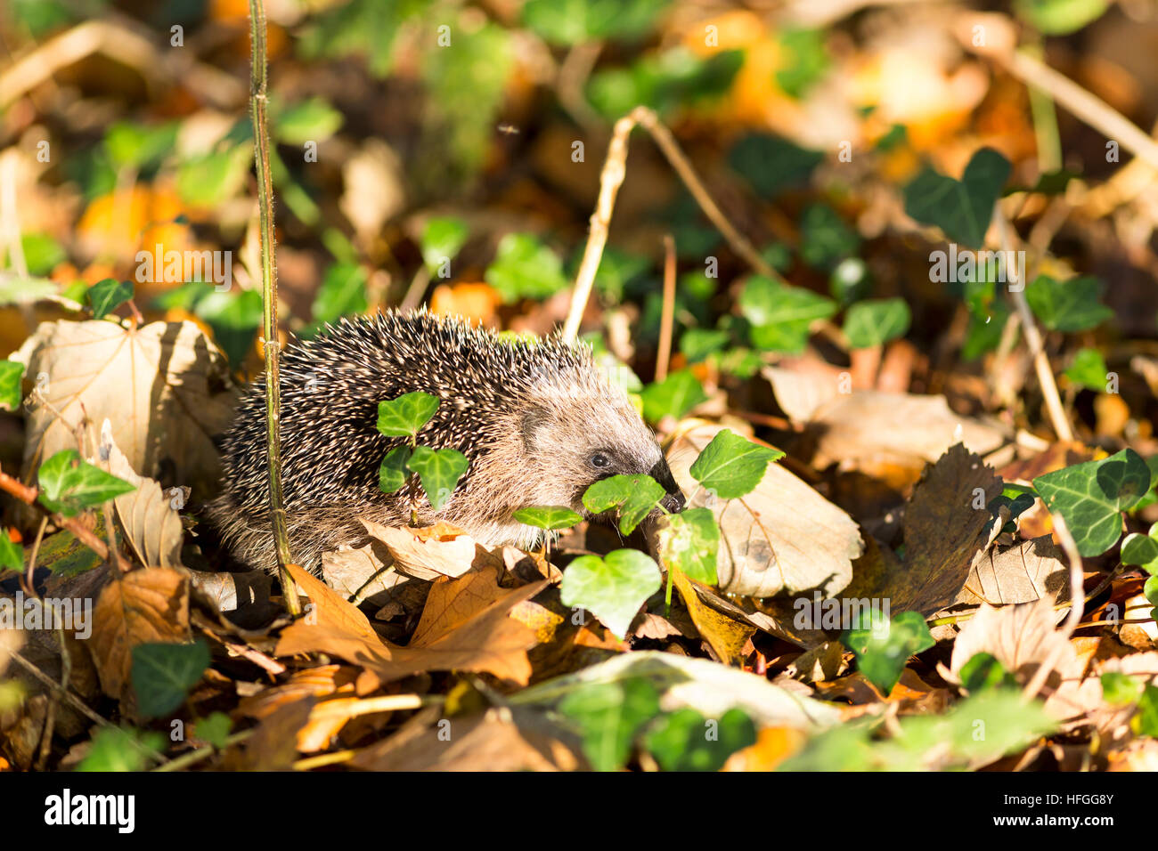 juvenile hedgehog in sunny autumn leaf litter Stock Photo Alamy