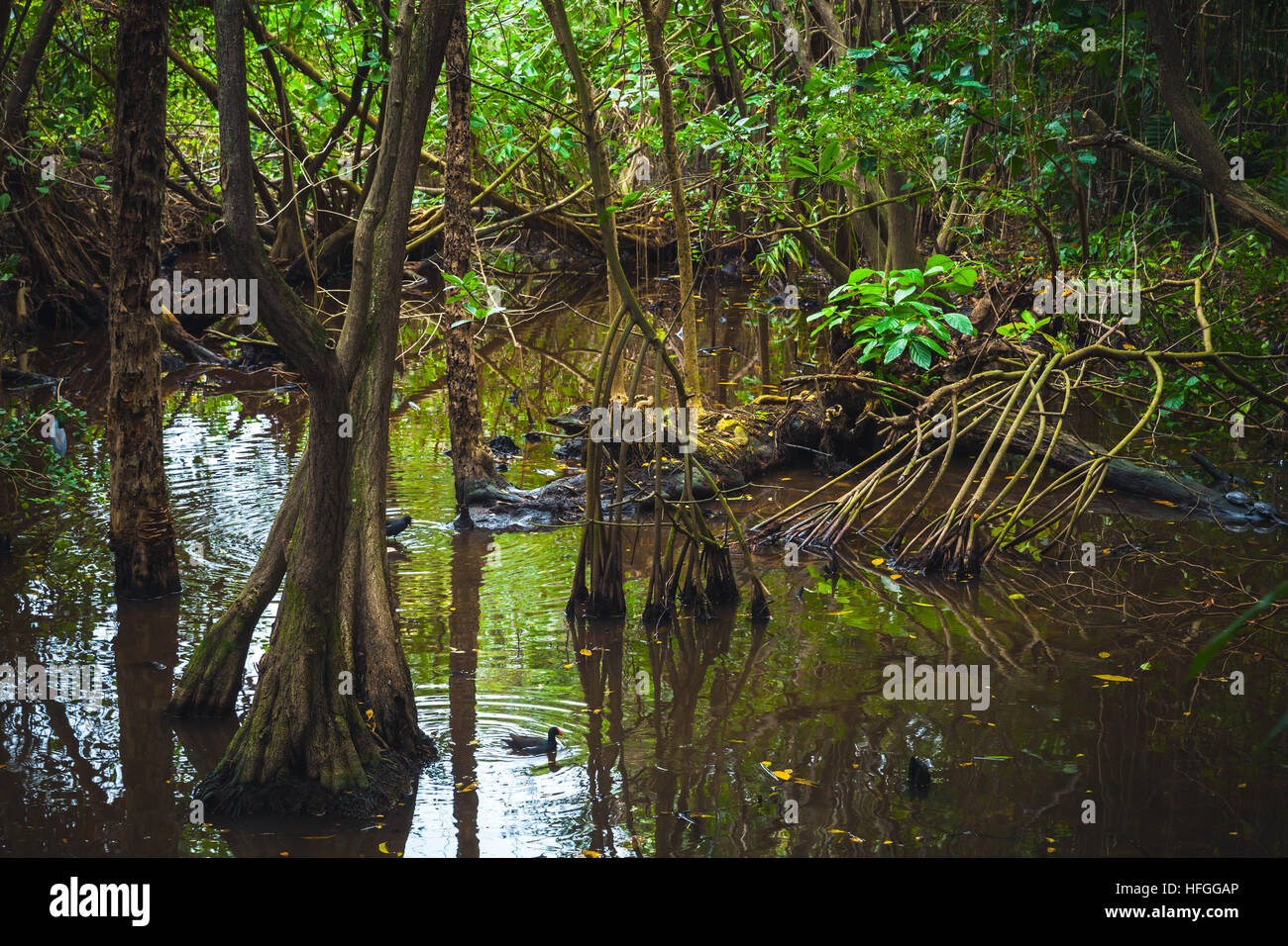 Wild tropical rainforest landscape with green plants growing in water