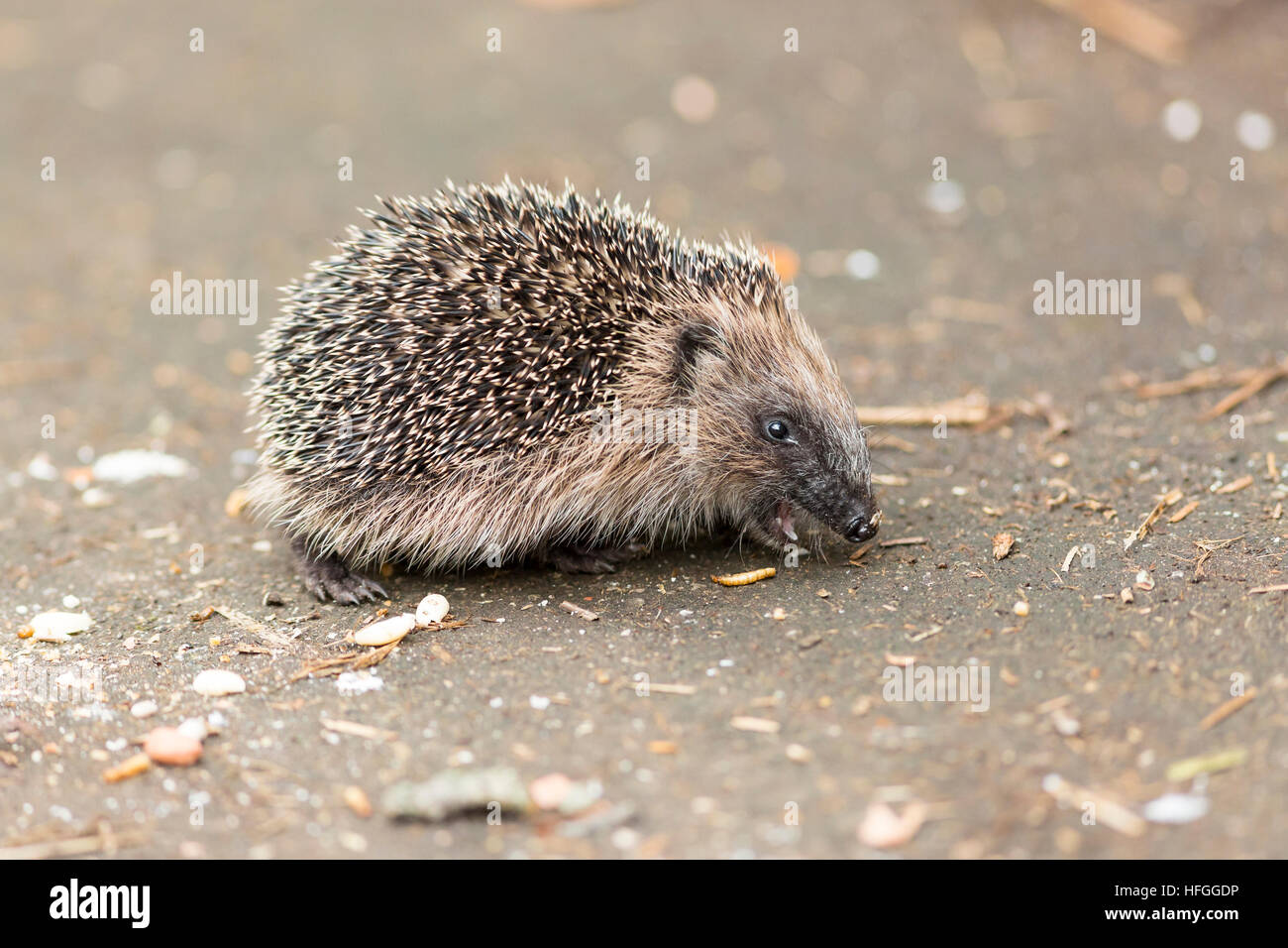 juvenile hedgehog eating bird food showing teeth Stock Photo