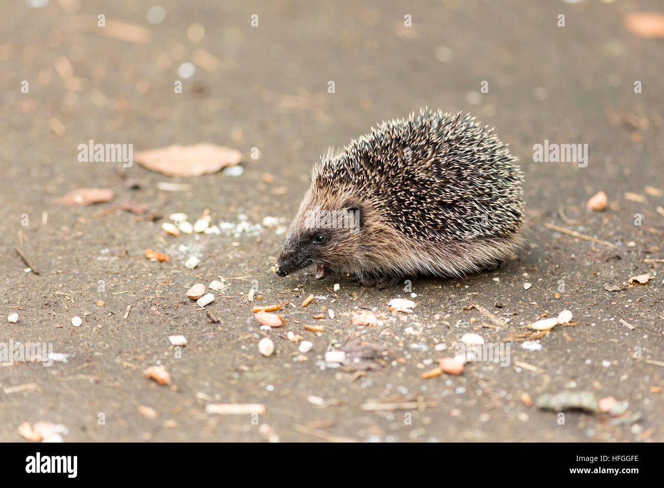 juvenile hedgehog eating bird food showing teeth Stock Photo