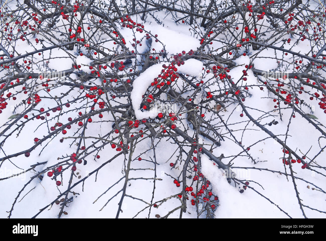 red rowan berries frozen by the snow - Christmas plants Stock Photo - Alamy