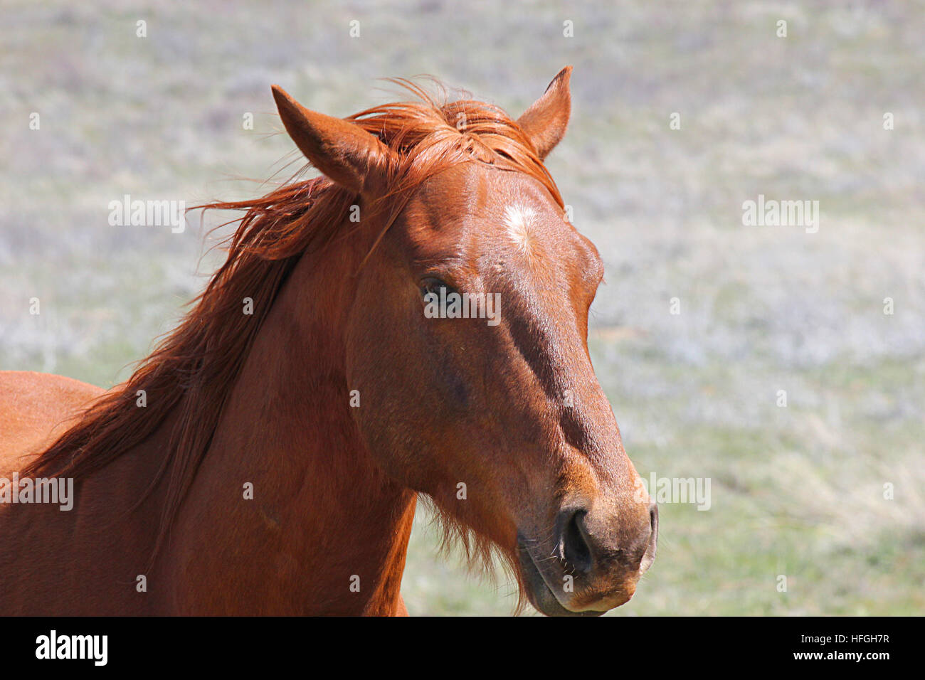 Horse face close up hires stock photography and images Alamy