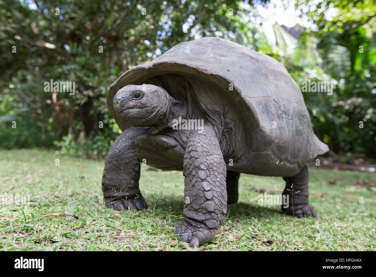 Aldabra Giant Tortoise  at tropical island in Seychelles Stock Photo