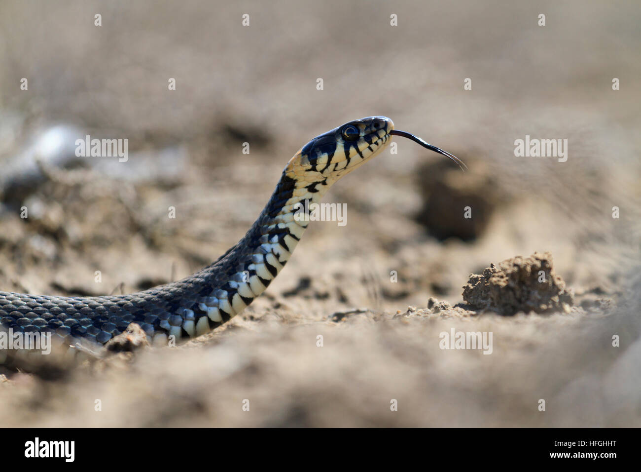 snake with protruding tongue crawling on sand,summer, snake, cold-blooded, reptiles Stock Photo