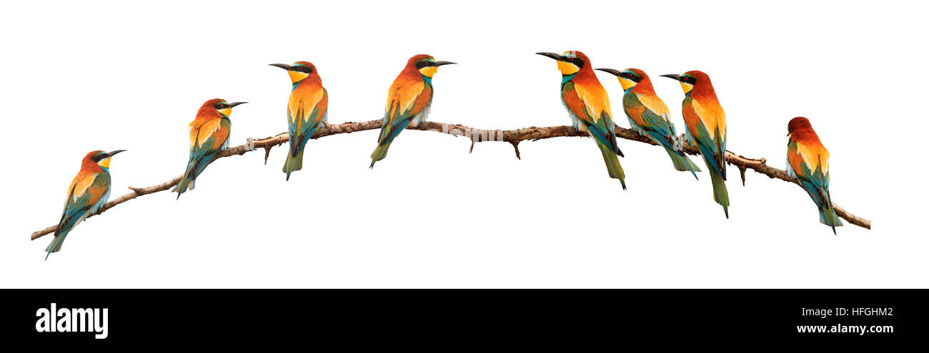 set of bee-eaters sitting on a branch isolated on white,birds of paradise, bee-eaters, rainbow colors, a group of birds. flock Stock Photo
