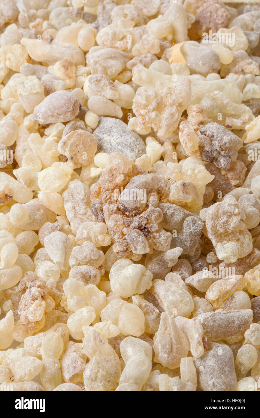 Frankincense Boswellia Sacra Hi-res Stock Photography And Images - Alamy