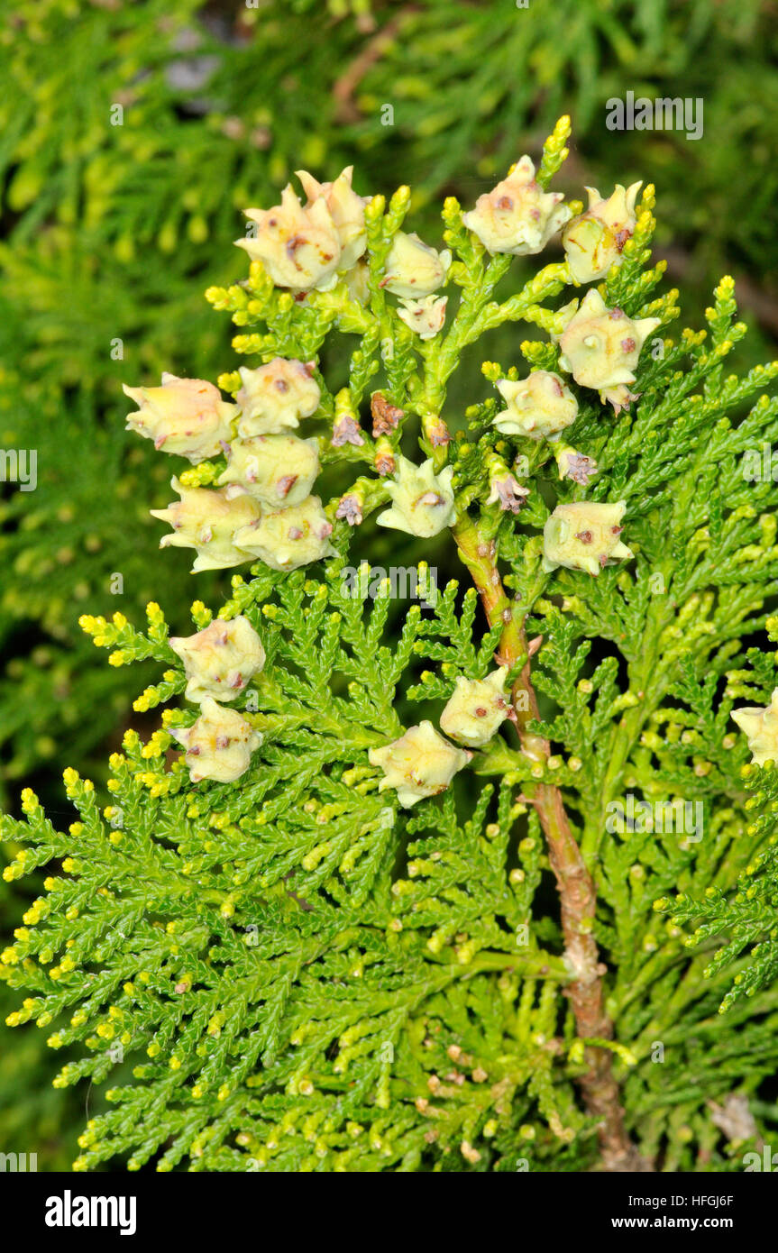 Platycladus orientalis. Thuja. Stock Photo